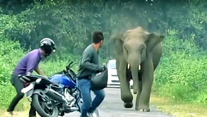 ആനയോട് കളിച്ചാല് ഇങ്ങനിരിക്കും; ബജാജിനെ വീണ്ടും പരിഹസിച്ച് ബുള്ളറ്റ് പ്രേമികള്