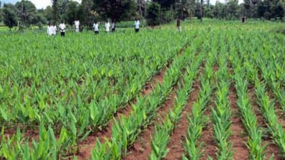 பயிரிட்டுள்ள மஞ்சளில் ஏற்படும் நுண்ணூட்டச்சத்து குறைபாட்டை போக்குவது எப்படி?