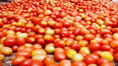 ரூ.120க்கு விற்கப்படும் தக்காளி ரூ.70க்கு விற்பனை..!ரேசன்கடைகளிலும் விற்பனை செய்ய தமிழக அரசு முடிவு