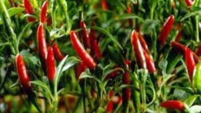 மிளகாய் சாகுபடி: அறுவடை பின்செய் நேர்த்தி முறைகள் இதோ…