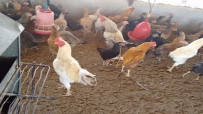 இந்த முறை நாட்டுக் கோழி வளர்ப்பால் மண் வளம் மேம்படும்…