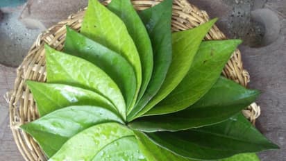 குழந்தைகளுக்கு ஏற்படும் பல பிரச்சனைகளுக்கு ஒற்றைத் தீர்வு "வெற்றிலை"...