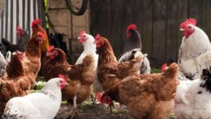 உற்பத்தி செய்யப்படும் கரையானால் ஏற்படும் நன்மைகள் இதோ...