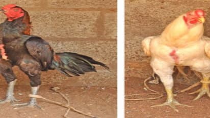 5 ஆட்கள் செய்யும் வேலையை, 5 சண்டைக்கோழிகள் செய்யும்…