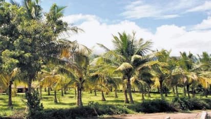 அதிக அளவு மகசூலை பெற எந்த தென்னை சிறந்தது? தெரிஞ்சுக்குங்க…