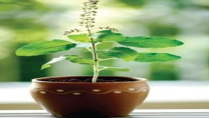 நீங்கள் ஒருபோதும் அறிந்திராத துளசியின் மருத்துவ குணங்கள்…