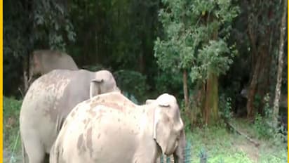 ഇടുക്കിയിലെ കാട്ടാനകളിൽ റേഡിയോ കോളർ ഘടിപ്പിക്കാനാകുമോയെന്ന് പരിശോധിക്കും, മയക്കുവെടിക്ക് തടസം ഭൂപ്രകൃതി