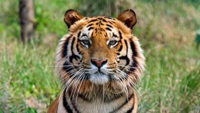 Protein rich diet kills 10 tigers, 5 lions in Bannerghatta Park. Why?