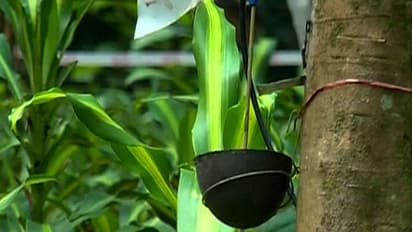 Rubber at ₹150 after three years; but is that a reason to rejoice?