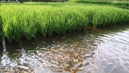 ஒருங்கிணைந்த பண்ணையில் நெல் - மீன் வளர்ப்பு முறை - அறுவடை வரை முழு அலசல்...