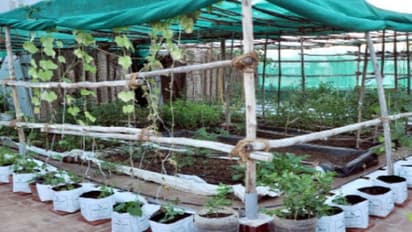 மாடியையே ஒருங்கிணைந்த பண்ணை தோட்டமாக மாற்றலாம்?