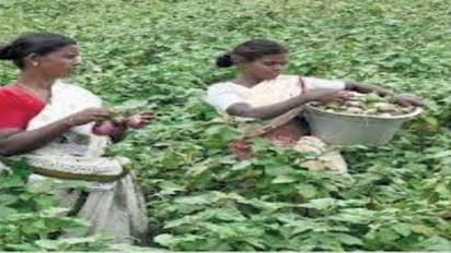 வேளாண்மையில் களை கட்டுப்பாட்டு முறைகளை பின்பற்றுவது அவசியம். ஏன்?