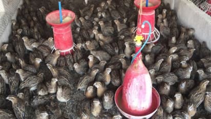 கோழிகளை விட காடை பண்ணை வளர்த்தால் அதிக லாபம் பெறலாம். எப்படி?