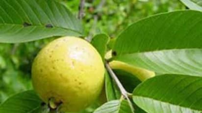 உங்களுக்குத் தெரியுமா? முகத்தில் உள்ள சுருக்கங்களை நீக்கும் சக்தி  கொய்யா இலைக்கு உண்டு...