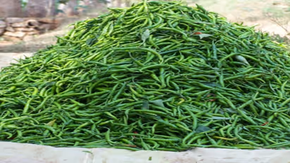 பச்சை மிளகாய் சாகுபடி: உற்பத்தி முதல் மகசூல் வரை ஒரு அலசல்…