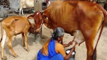 பால் உற்பத்தியின்போது சுகாதாரத்தைப் பின்பற்ற இதோ எளிய முறைகள்…