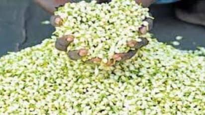 குண்டு மல்லி சாகுபடியில் எளிமையாக நடவு முறைகள் செய்வதெப்படி