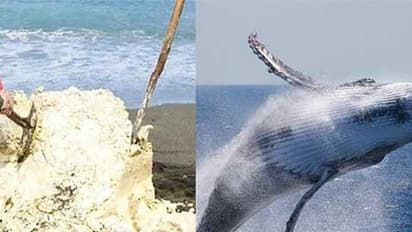 ವೇಲ್ ಮೀನಿನ ವಾಂತಿಯಿಂದ ಶ್ರೀಮಂತನಾದ ಮೀನುಗಾರ!