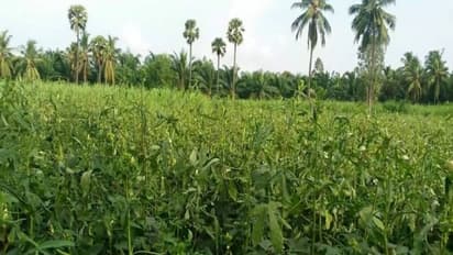 இயற்கை முறையில் வெண்டை சாகுபடி செய்து லாபம் ஈட்டலாம்... எப்படி?