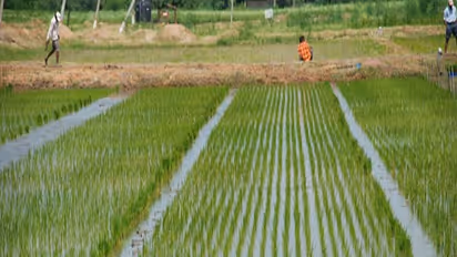 பயிர்களுக்கான பல்வேறு விதமான ஊட்டச்சத்துகளும் அவற்றின் முக்கியத்துவங்களும் ஒரு அலசல்...