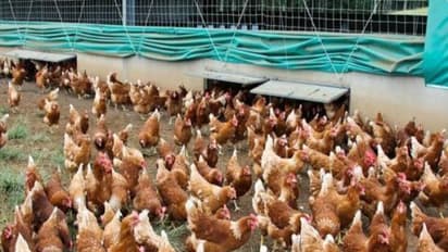 நாட்டு கோழிகளை தாக்கும் வெவ்வேறு விதமான நோய்கள் ஒரு பார்வை...