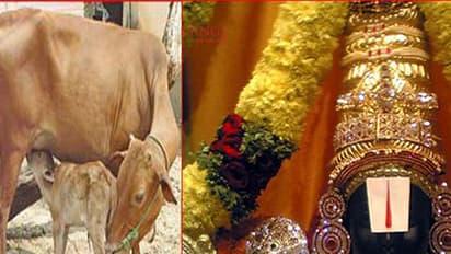 ತಿರುಪತಿ ತಿಮ್ಮಪ್ಪ'ಗೆ ‘ಮಲೆನಾಡು ಗಿಡ್ಡ ’ ಹಾಲು ಅಭಿಷೇಕ