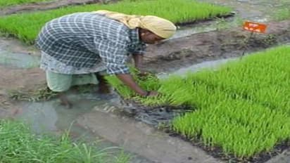 நாற்றங்கால் பராமரிப்பு முறைகளைக் கையாண்டு அதிக மகசூல் அடையலாம்…