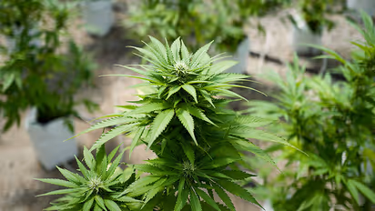 Excise officers assist in illegal transportation of marijuana to Vizag, East Godavari