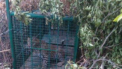 Malur villagers heave sigh of relief as forest personnel capture leopard