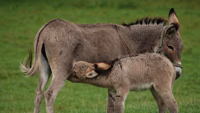 Why have the Bengalureans gone crazy over donkey milk?