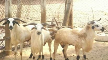 ஆடுகளை  சினைப்பருவத்தில் எப்படியெல்லாம் பார்த்துக்கொள்ள வேண்டும்?