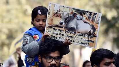 ജല്ലിക്കെട്ടിനു വേണ്ടി ഒരു ജനത മുഴുവന്‍ തെരുവിലിറങ്ങിയത് എന്തുകൊണ്ടാണ്?