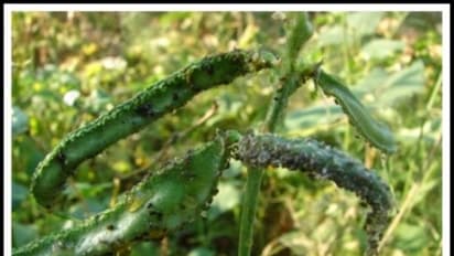 பூச்சிகளை கட்டுப்படுத்துவதில் இந்த இரண்டு முறைகளுக்கும் முக்கியப் பங்குண்டு...