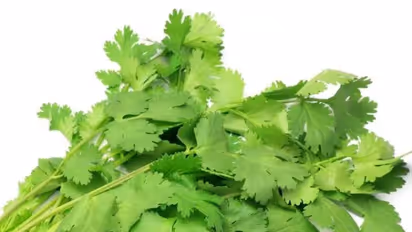 கொத்துமல்லியில் இவ்வளவு மருத்துவ குணங்கள் அடங்கியுள்ளன…