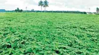 இந்த பசுந்தாள் உரத்தை சாகுபடி செய்தால் இப்படி ஒரு நல்லது நடக்கும் தெரியுமா?