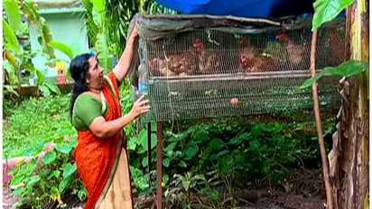 മുട്ടയിടാത്ത 'മുട്ടക്കോഴി' വിതരണം ചെയ്ത് സ്വകാര്യ ഏജന്സി 57 ലക്ഷം തട്ടി