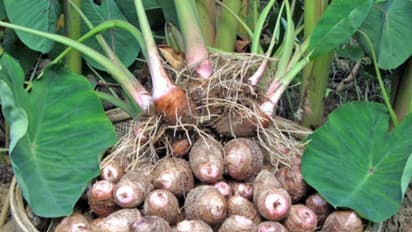 இயற்கை முறையில் சேப்பங்கிழங்கு சாகுபடி எப்படி செய்யணும்?