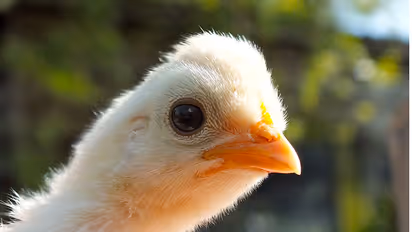 Now, QR Codes to ensure quality of chicken