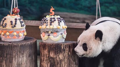 വീഡിയോ: ഒരു പാണ്ടയുടെ പിറന്നാള് ഇങ്ങനെയൊക്കെ ആഘോഷിക്കുമോ