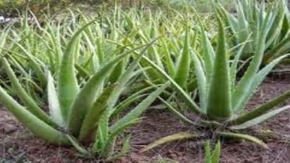 கற்றாழை சாகுபடி; மண்வளம் முதல் மகசூல வரை ஒரு அலசல்…