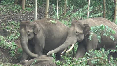 ചരിഞ്ഞ കുട്ടിക്കൊമ്പനെ തൊട്ടും തലോടിയും ആനക്കൂട്ടം; കരളലിയിക്കും ഇവരുടെ സ്നേഹം
