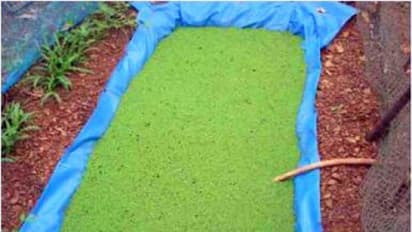 அசோலாவை யார் யாருக்கு எப்படி தர வேண்டும்? இதுதான் முறை…