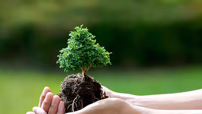 ಮದುವೆ ನೆನಪಿಗಾಗಿ ಗಿಡ ನೆಟ್ಟ ನವದಂಪತಿ