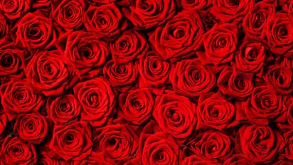 Valentine's Day: Here is what 14 colours of roses mean