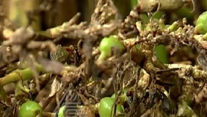 ലേലം വീണ്ടും തുടങ്ങിയിട്ടും ഏലക്കയ്ക്ക് ന്യായവിലയില്ല; ഇടുക്കിയില് പ്രതിസന്ധിയും പ്രതിഷേധവും