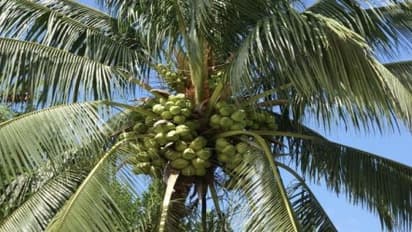 தென்னையை தாக்கும் நோய்களும் அவற்றை கட்டுப்படுத்தும் எளிய முறைகளும்…