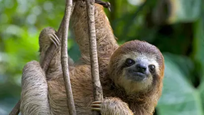 International Sloth Day 2023: Day, history, significance