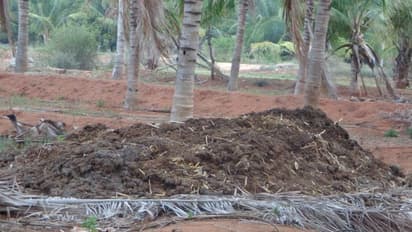 கோழி எருவை பயன்படுத்துவதால் என்னென்ன நன்மைகள் இருக்கு தெரியுமா?