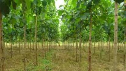 குமிழ் மரக் கன்றுகளில் மேற்கொள்ள வேண்டிய பராமரிப்பு முறைகள்...