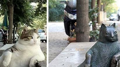 ഓണ്ലൈന് താരമായ പൂച്ചയ്ക്ക് ജന്മനാട്ടില് സ്മാരകം